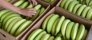Fruits Exports banner